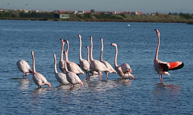 CIRCUIT ROUTIER - PAYSAGES DES ETANGS MONTPELLIERAINS