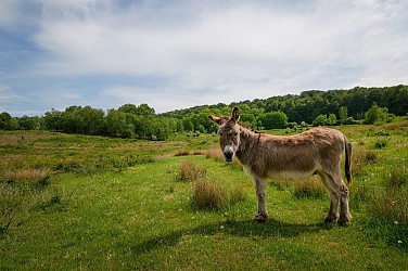 Musson nature reserve