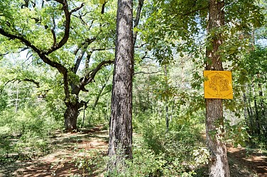 Circuit VTT : Les chênes centenaires