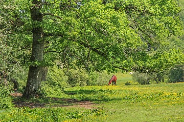 La tombe du marchand