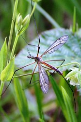 PARCOURS ENTOMOLOGIQUE