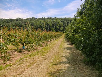 Escapade dans les vergers