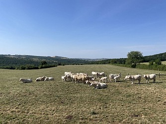 Le chemin des Celtes
