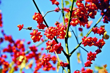 Sedzère : Les fusains