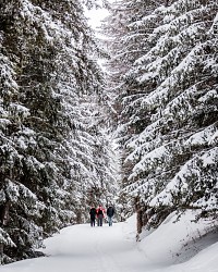 7 - Sentier Bellevue