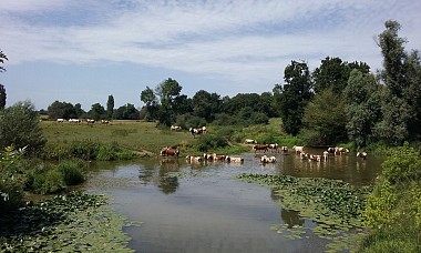 Prairies et bocage de la Bresse bourguignonne