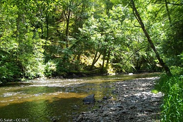 Lemovices or Arvernes