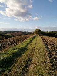 LES CHENES DE LA GAROUILLE