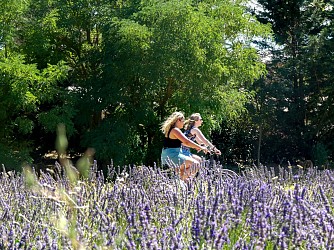Vignes et lavandes à vélo