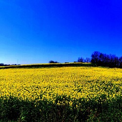 SAUBENS - MURET : ENTRE CAMPAGNE ET GARONNE