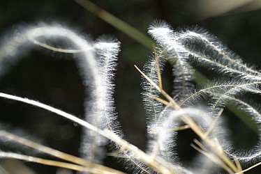 Walking in the footsteps of the marabouts