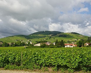 Belleville-sur-Saône - Tour de Belleville et de ses vignes