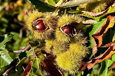 Sentier de la châtaigneraie