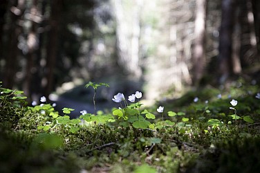 16 - Circuit des Teppes (été)