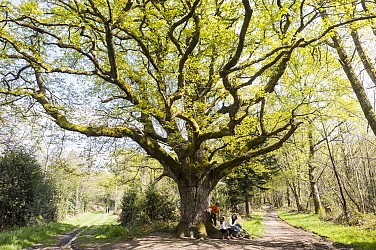 Vers le chêne de Bramefan