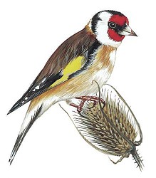 Le tour des plateaux