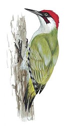 Du bois de Sizay à Champos