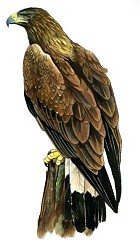 « Bâtons » la campagne !