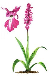 La Capelle-Sainte-Lucie