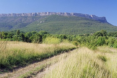 Balade à travers le vignoble en vélo