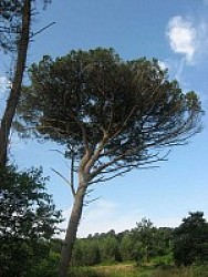 Morcenx en écorando - Circuit aux sources du Bez