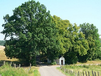 Balade des arbres remarquables