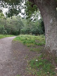 Site naturel d'Ecault : le sentier des Ifs