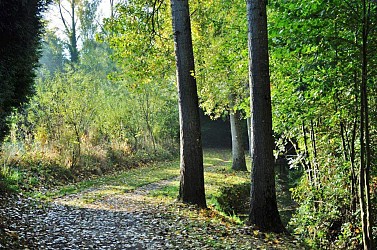 Circuit du bois n°107