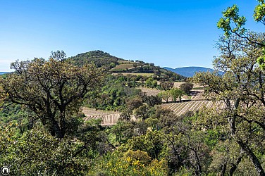 De la Garde Freinet à Grimaud par les Vernades