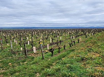 Depuis un beau panorama sur le vignoble de Saint-Andelain