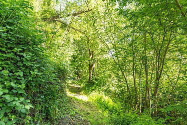 Le sentier de la p'tite maison