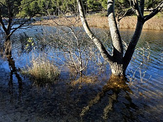 Sentier botanique - La Roselière