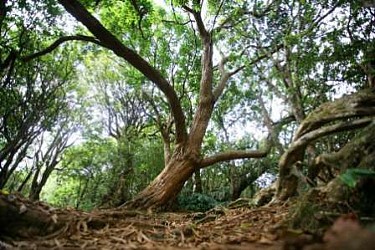 The Bois de NÃ¨fles Ecological Reserve (via the Sentier Cambourg)