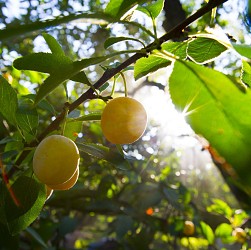 Grande Randonnée au Pays de la Mirabelle