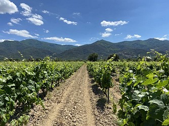 A deux roues dans les vignes