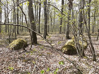 Le Bois de Bricsard