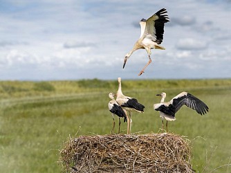 Les marais et l'île de Robehomme