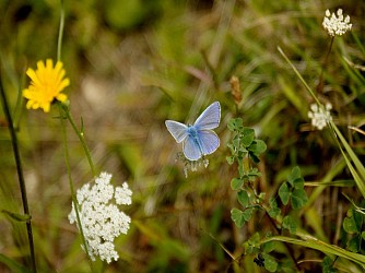 Des vallons de la Thue à Manneville