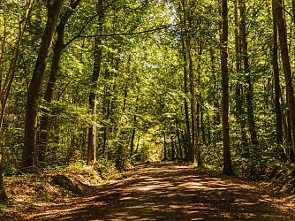 Le bois de Dozulé