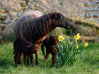 Circuit Gallo-Romain