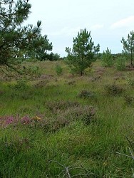 Les chemins du Mont-Saint-Michel - Chemin de Cherbourg - Lessay - Ancteville