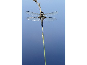 Sentier de l'Etang de la Lande Forêt