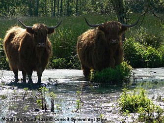Boucle du marais au Marais du Grand Hazé