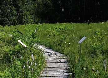 Randonnée à pied au Pays de Sées Le bois Roger