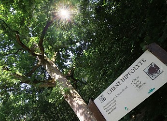 Randonnée à pied à Bagnoles de l'Orne le Hêtre de la Vierge
