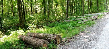 La forêt argonnaise