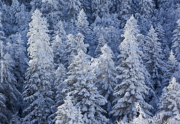 Le chemin des Feuilles