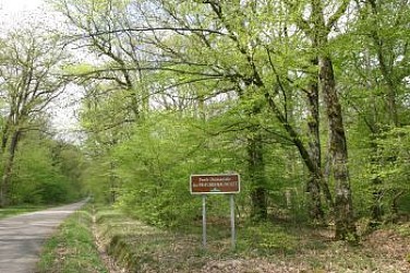 Promenade dans la forêt de Bagnolet