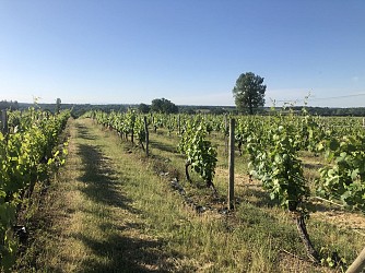 Circuit "Le chêne et la vigne"