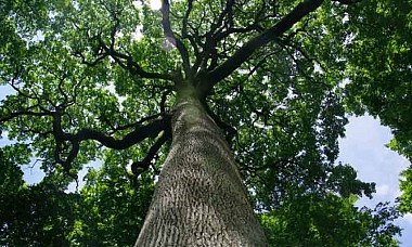 Circuit "Le Chêne Armilhon"